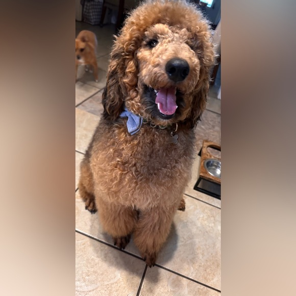 Meet your Posher, Ava Jo - Picture 2 of 3